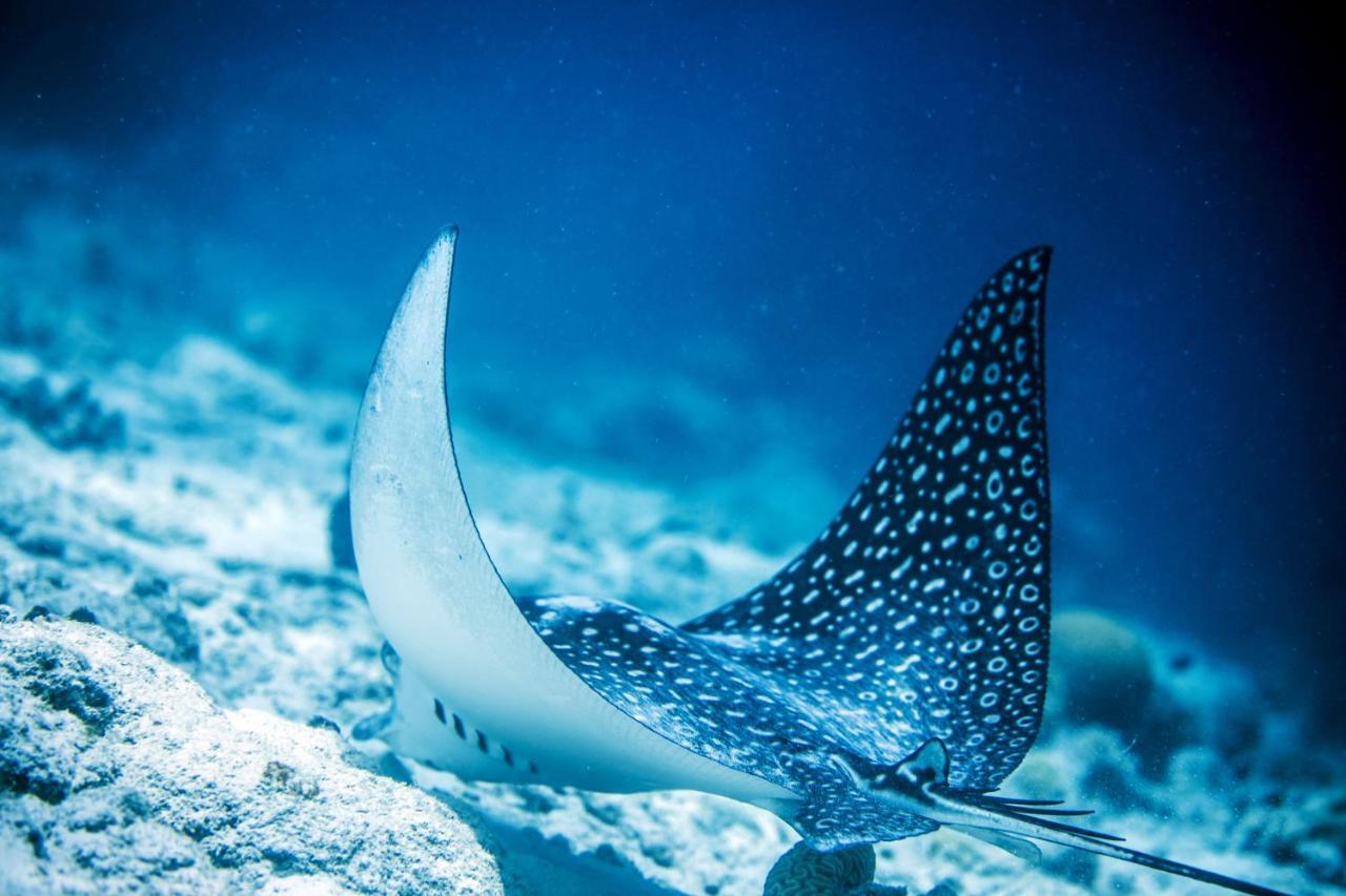 Casa Mantana Bonaire Bed & Breakfast คราเลนไดค์ ภายนอก รูปภาพ